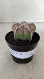 ASTROPHYTUM cv KIKKO  Nº 965 – vaso 09 - Imagem 2