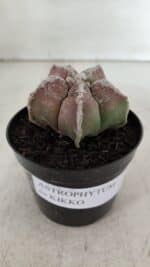 ASTROPHYTUM cv KIKKO  Nº 965 – vaso 09 - Imagem 10