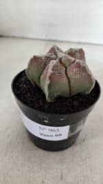 ASTROPHYTUM cv KIKKO  Nº 965 – vaso 09 - Imagem 9