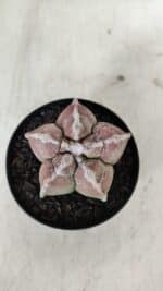 ASTROPHYTUM cv KIKKO  Nº 965 – vaso 09 - Imagem 3