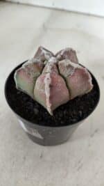 ASTROPHYTUM cv KIKKO  Nº 965 – vaso 09 - Imagem 8