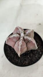 ASTROPHYTUM cv KIKKO  Nº 965 – vaso 09 - Imagem 7