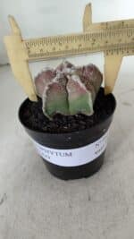 ASTROPHYTUM cv KIKKO  Nº 965 – vaso 09 - Imagem 4