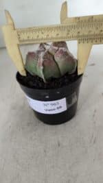 ASTROPHYTUM cv KIKKO  Nº 965 – vaso 09 - Imagem 6