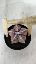 ASTROPHYTUM cv KIKKO  Nº 965 – vaso 09