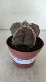 ASTROPHYTUM cv KIKKO  Nº 982 – vaso 11 - Imagem 2