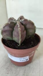 ASTROPHYTUM cv KIKKO  Nº 982 – vaso 11 - Imagem 8