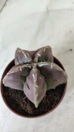 ASTROPHYTUM cv KIKKO  Nº 982 – vaso 11 - Imagem 6