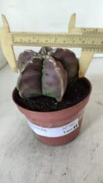 ASTROPHYTUM cv KIKKO  Nº 982 – vaso 11 - Imagem 4