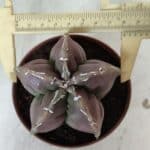 ASTROPHYTUM cv KIKKO  Nº 982 – vaso 11