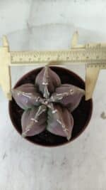 ASTROPHYTUM cv KIKKO  Nº 982 – vaso 11