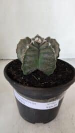 ASTROPHYTUM cv KIKKO  Nº 983 – vaso 15 - Imagem 2