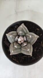 ASTROPHYTUM cv KIKKO  Nº 983 – vaso 15 - Imagem 3