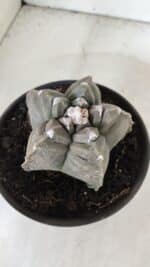 ASTROPHYTUM cv KIKKO  Nº 983 – vaso 15 - Imagem 7