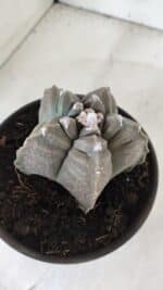 ASTROPHYTUM cv KIKKO  Nº 983 – vaso 15 - Imagem 6