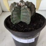 ASTROPHYTUM cv KIKKO  Nº 983 – vaso 15