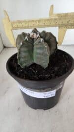 ASTROPHYTUM cv KIKKO  Nº 983 – vaso 15