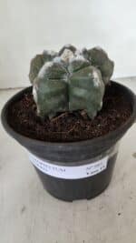 ASTROPHYTUM cv KIKKO  Nº 985 – vaso 15 - Imagem 2