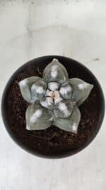 ASTROPHYTUM cv KIKKO  Nº 985 – vaso 15 - Imagem 3