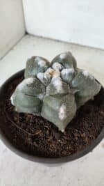 ASTROPHYTUM cv KIKKO  Nº 985 – vaso 15 - Imagem 9