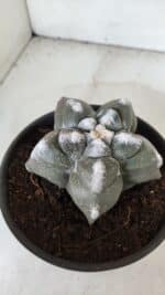 ASTROPHYTUM cv KIKKO  Nº 985 – vaso 15 - Imagem 8