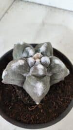 ASTROPHYTUM cv KIKKO  Nº 985 – vaso 15 - Imagem 7