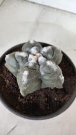 ASTROPHYTUM cv KIKKO  Nº 985 – vaso 15 - Imagem 6