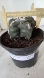 ASTROPHYTUM cv KIKKO  Nº 985 – vaso 15 - Imagem 4