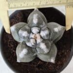 ASTROPHYTUM cv KIKKO  Nº 985 – vaso 15