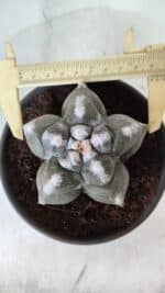 ASTROPHYTUM cv KIKKO  Nº 985 – vaso 15