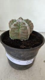 ASTROPHYTUM cv KIKKO  Nº 986 – vaso 15 - Imagem 2