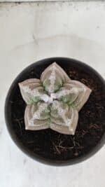 ASTROPHYTUM cv KIKKO  Nº 986 – vaso 15 - Imagem 3