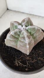 ASTROPHYTUM cv KIKKO  Nº 986 – vaso 15 - Imagem 8