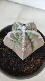 ASTROPHYTUM cv KIKKO  Nº 986 – vaso 15 - Imagem 7