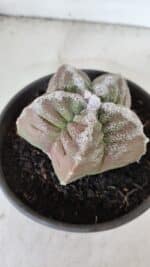 ASTROPHYTUM cv KIKKO  Nº 986 – vaso 15 - Imagem 6