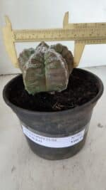 ASTROPHYTUM cv KIKKO  Nº 986 – vaso 15 - Imagem 4