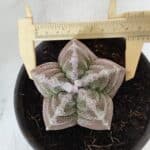 ASTROPHYTUM cv KIKKO  Nº 986 – vaso 15