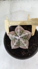 ASTROPHYTUM cv KIKKO  Nº 986 – vaso 15