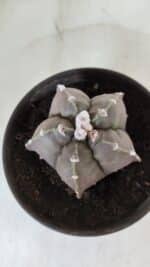 MATRIZ ASTROPHYTUM cv KIKKO  Nº 987 – vaso 15 - Imagem 3