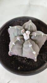 MATRIZ ASTROPHYTUM cv KIKKO  Nº 987 – vaso 15 - Imagem 7