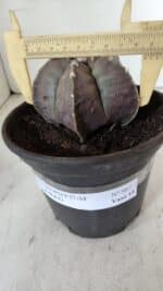 MATRIZ ASTROPHYTUM cv KIKKO  Nº 987 – vaso 15 - Imagem 4