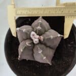 MATRIZ ASTROPHYTUM cv KIKKO  Nº 987 – vaso 15