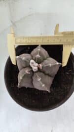 MATRIZ ASTROPHYTUM cv KIKKO  Nº 987 – vaso 15