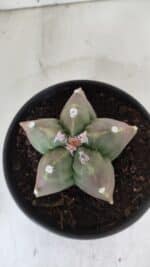 ASTROPHYTUM cv KIKKO  Nº 988 – vaso 15 - Imagem 3