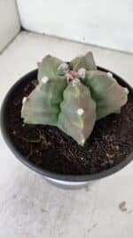ASTROPHYTUM cv KIKKO  Nº 988 – vaso 15 - Imagem 9