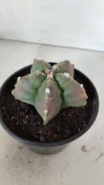 ASTROPHYTUM cv KIKKO  Nº 988 – vaso 15 - Imagem 8