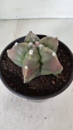 ASTROPHYTUM cv KIKKO  Nº 988 – vaso 15 - Imagem 7