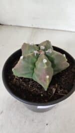 ASTROPHYTUM cv KIKKO  Nº 988 – vaso 15 - Imagem 6