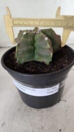 ASTROPHYTUM cv KIKKO  Nº 988 – vaso 15 - Imagem 4