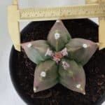 ASTROPHYTUM cv KIKKO  Nº 988 – vaso 15